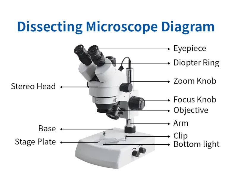 Dissecting Microscope Diagram